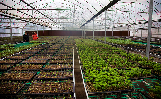 绿色青羊 科学种植——青羊区2024年春季生态种苗发放活动