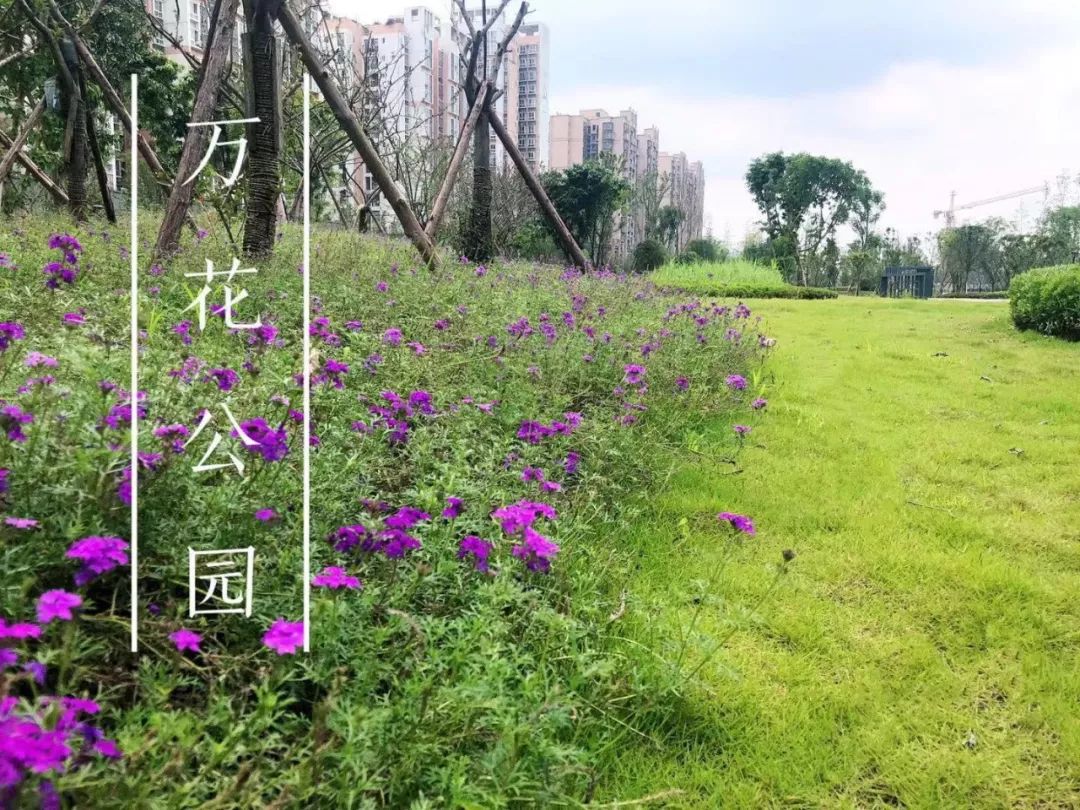 绿色青羊 科学种植——青羊区2024年春季生态种苗发放活动