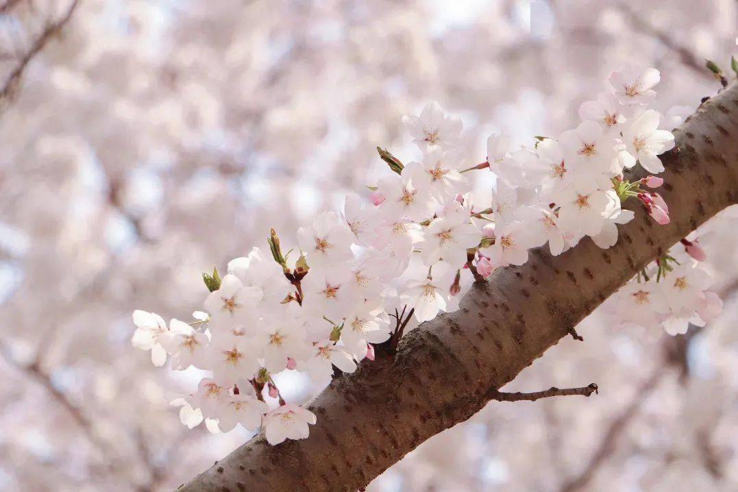 当戎装邂逅婚纱，“5·20”与金牛的小美满撞个满怀