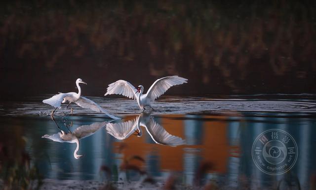 第六届6·17艾雅康世界爱鸟节在成都举行