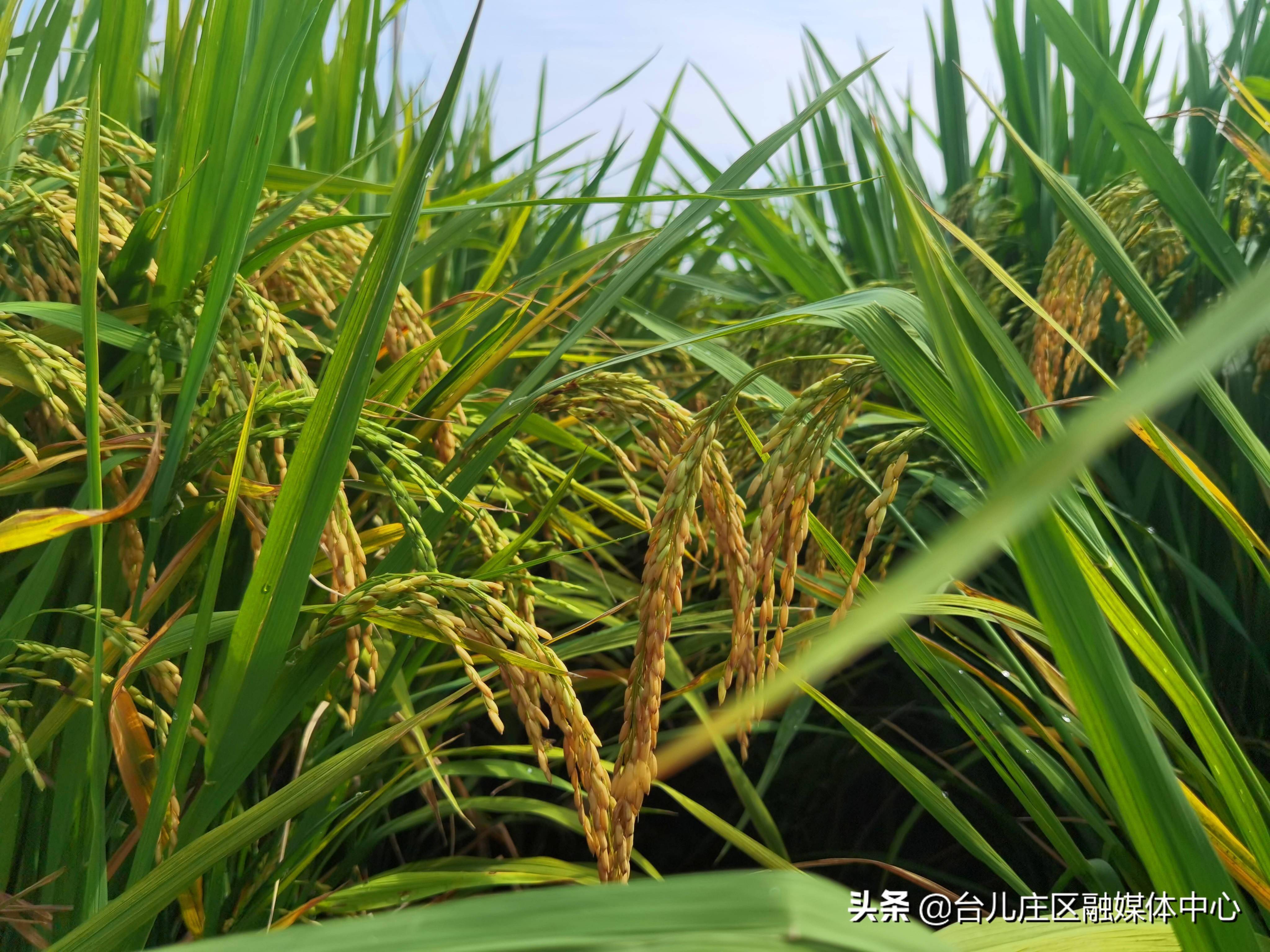 山东郯城：40余万亩水稻丰收在望