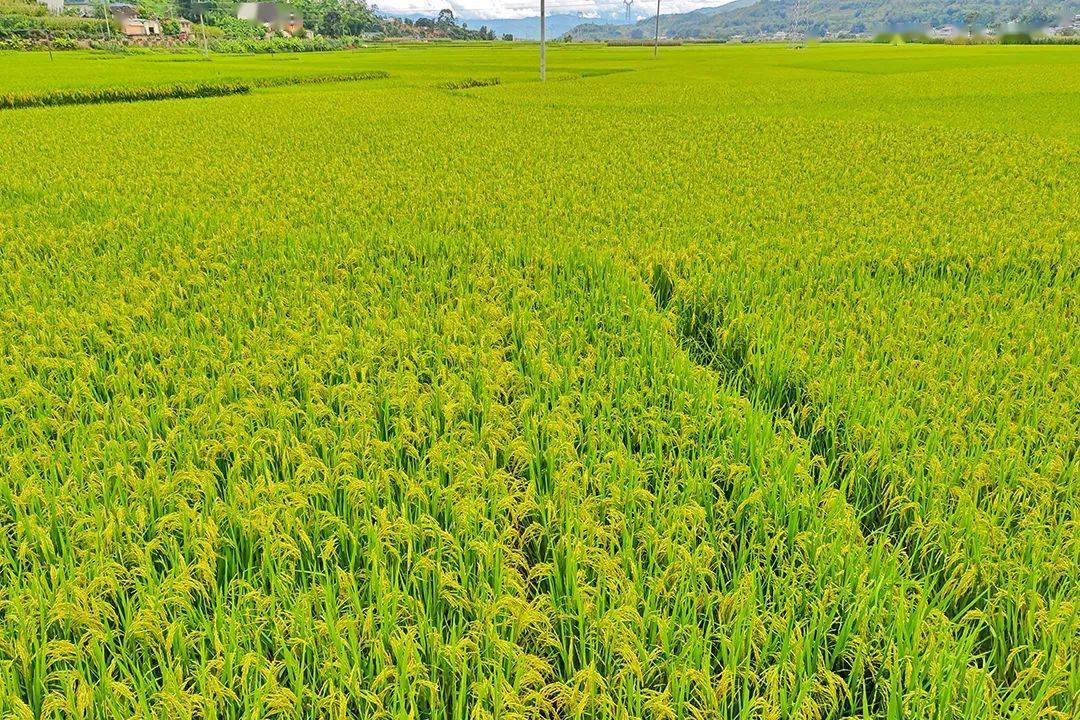 山东郯城：40余万亩水稻丰收在望