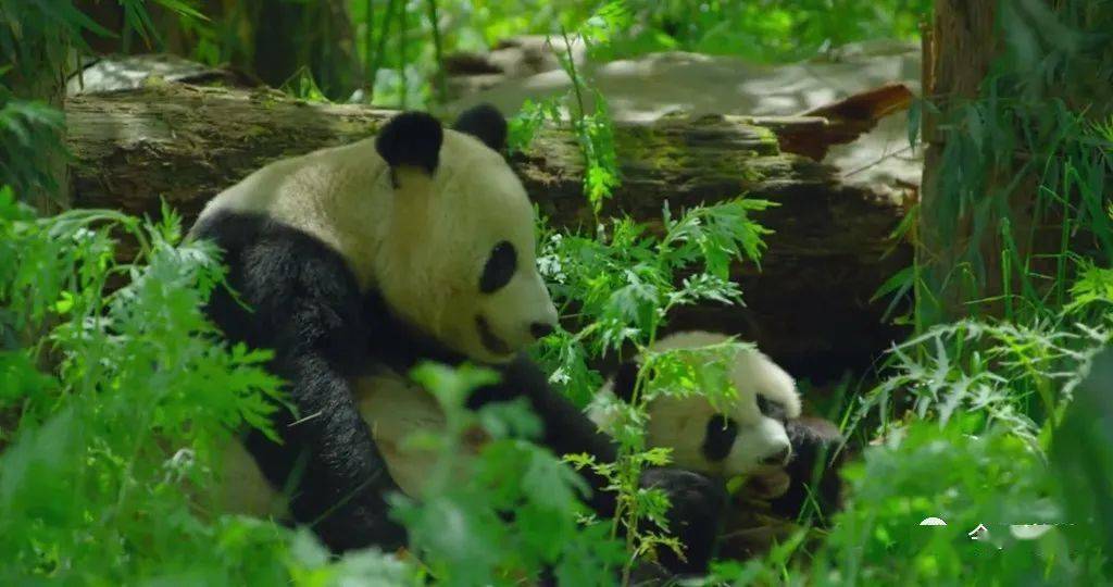 都江堰市灌州小学堰宝艺术团亮相"大熊猫安安、可可赴港欢送会"