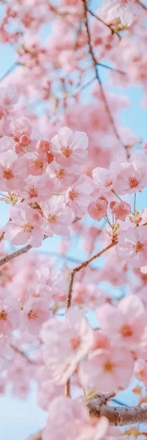 玉皇山下好春光