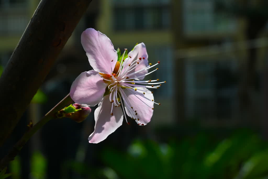 玉皇山下好春光