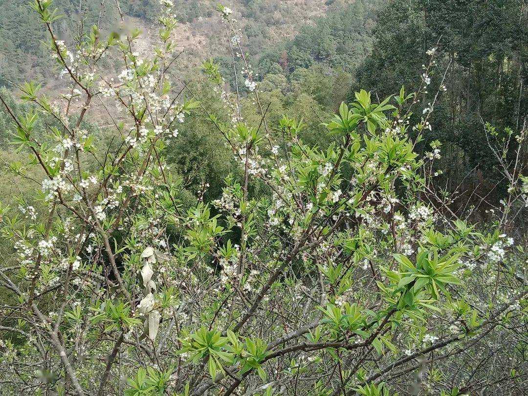 春种希望苗 绿满青羊家