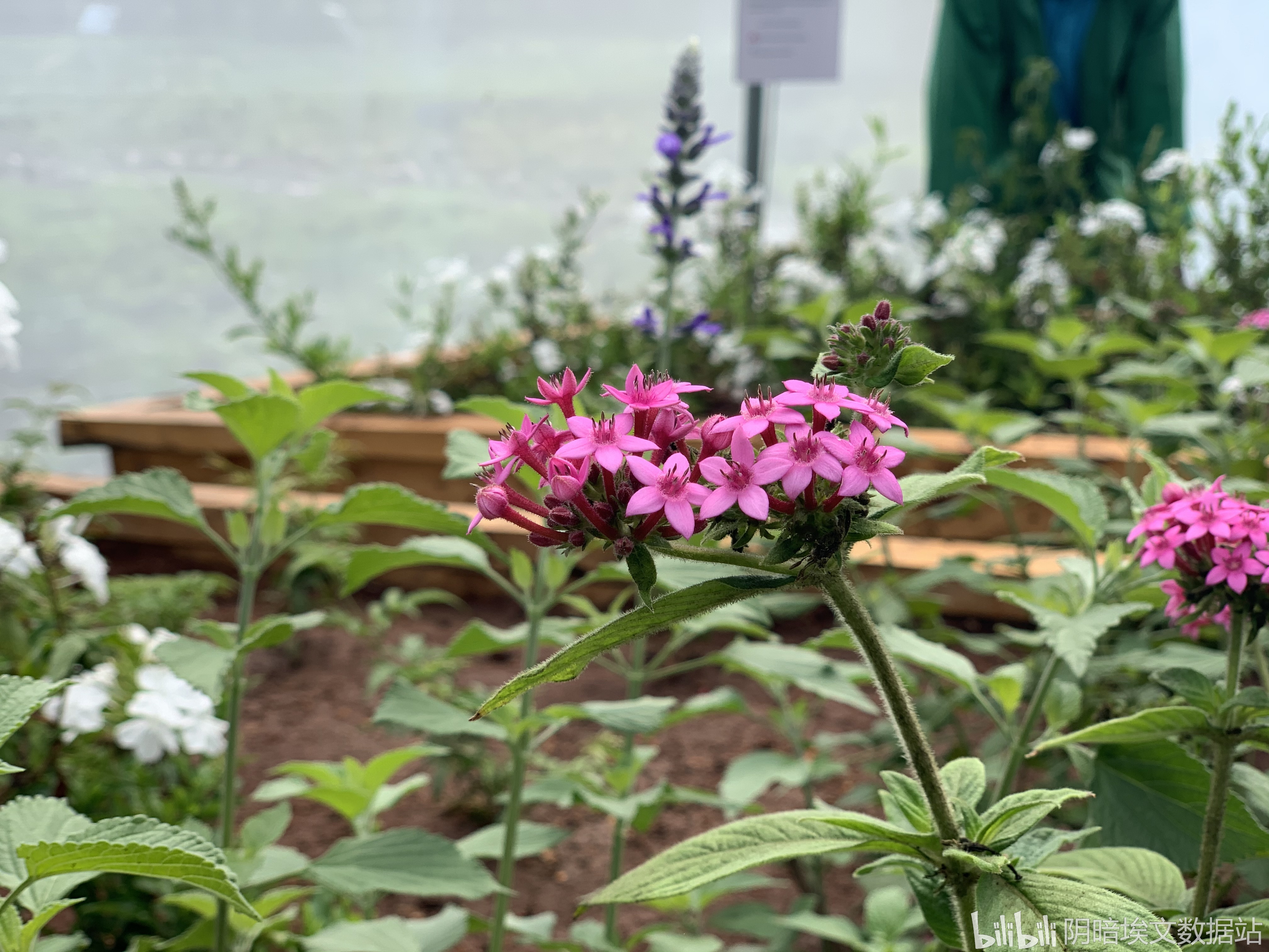 萌新带你们参观盐中“植物园”！