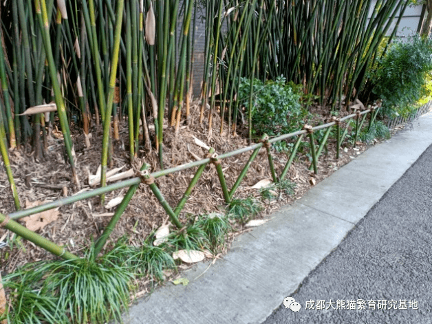 成都市熊猫路学校：节能减排有我 低碳生活更美